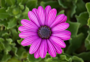 Entrer en autohypnose avec l'Induction de la fleur